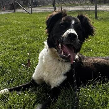 Labrador Retriever Dogs Available for Adoption in Washington, District Of Columbia - Loki | PetCurious