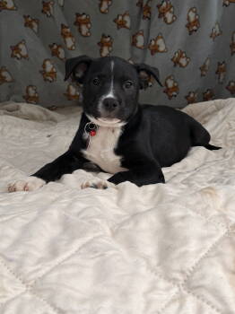 Rescue Labrador Retriever Dogs for Adoption in Nashville, Tennessee - Kaleb | PetCurious