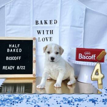 701E (2026) Biscoff -  Yellow Labrador Retriever and Mixed Breed Dog for Adoption in Parker, Colorado - 701E (2026) Biscoff | PetCurious