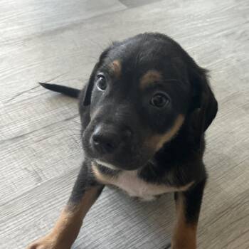 Bear -  Labrador Retriever and Mixed Breed Dog for Adoption in Richmond Hill, Georgia - Bear | PetCurious