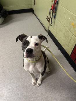 Rescue Pit Bull Terrier and Mixed Breed Dogs for Adoption in Indianapolis, Indiana - HARLEY | PetCurious