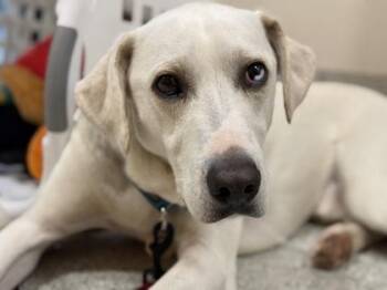 Catahoula Leopard Dog Dogs Available for Adoption - Will  | PetCurious