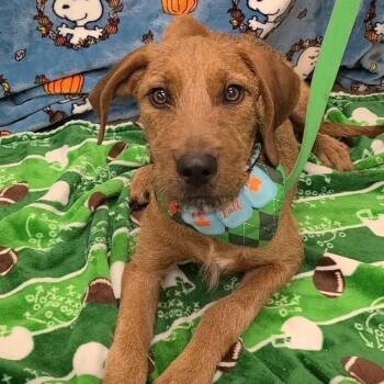Luna -  Labrador Retriever Dog for Adoption in Woolwich, Maine - Luna | PetCurious