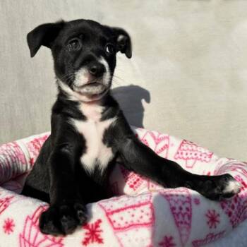 Rescue Labrador Retriever and Shepherd Dogs for Adoption in San Diego, California - Bessie Pup - Watusi | PetCurious