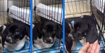 Sausage -  Chihuahua and Beagle Dog for Adoption in Orlando, Florida - Sausage | PetCurious