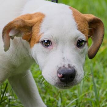 Lucio -  Mixed Breed Dog for Adoption in South Elgin, Illinois - Lucio | PetCurious