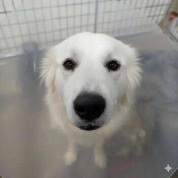 Rescue Mixed Breed Dogs for Adoption in Dallas, Texas - Nuka | PetCurious