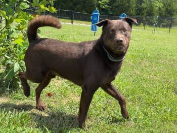 Rescue Labrador Retriever Dogs for Adoption in Dickson, Tennessee - Boogie Bear | PetCurious