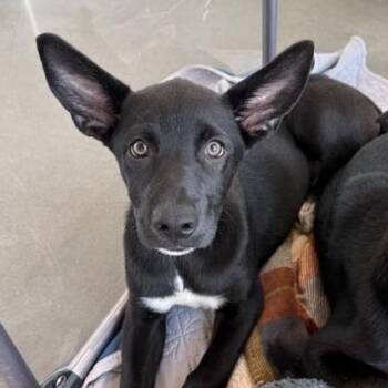 Dapper -  Mixed Breed Dog for Adoption in Bentonville, Arkansas - Dapper | PetCurious