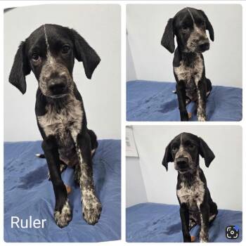 Ruler -  Pointer and Mixed Breed Dog for Adoption in Baton Rouge, Louisiana - Ruler | PetCurious
