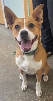Gretel -  Mixed Breed Dog Available for Adoption in Ocala, Florida - Gretel | PetCurious
