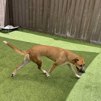Rafa 3844 -  Cane Corso and Siberian Husky Dog for Adoption in Loxahatchee Groves, Florida - Rafa 3844 | PetCurious