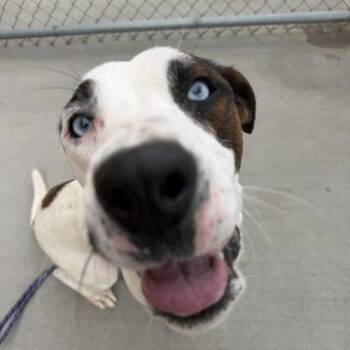 Blick -  Pit Bull Terrier and Great Dane Dog for Adoption in Grand Junction, Colorado - Blick | PetCurious