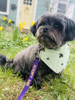 Shih Tzu Dogs Available for Adoption in Lansing, Michigan - Stella Jean (26-067 D) | PetCurious
