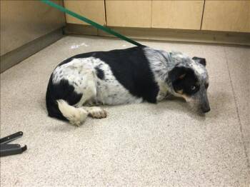 Australian Cattle Dog Blue Heeler and Mixed Breed Dogs Available for Adoption - ROOT BEER | PetCurious