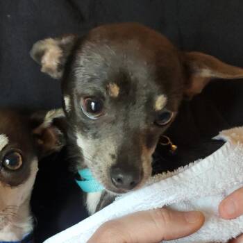 Chihuahua Dogs Available for Adoption in Oklahoma City, Oklahoma - Mr Princess C-34345 | PetCurious