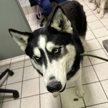 Mixed Breed Dogs Available for Adoption - Canada