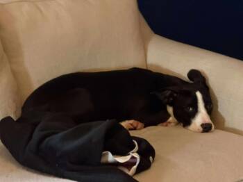 Rescue Mixed Breed Dogs for Adoption in Valley Stream, New York - Teddy | PetCurious