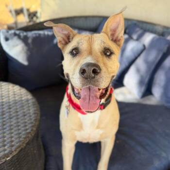 Honey -  Pit Bull Terrier Dog for Adoption in Ramona, California - Honey | PetCurious