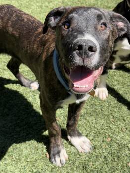 Hound and Pit Bull Terrier Dogs Available for Adoption - Danny | PetCurious