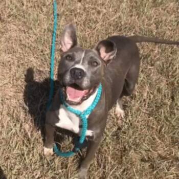 American Staffordshire Terrier Dogs Available for Adoption in Seguin, Texas - Betty Boop | PetCurious