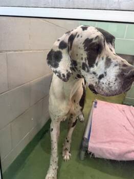 OREO -  Great Dane Dog for Adoption in Dallas, Texas - OREO | PetCurious
