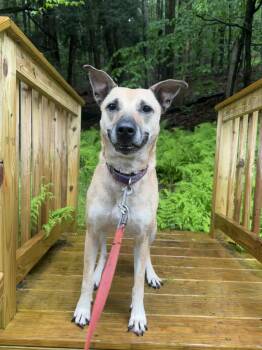 Rescue German Shepherd Dog Dogs for Adoption in Jeffersonville, New York - Gracie | PetCurious