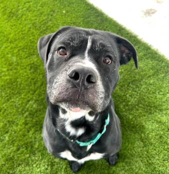 Rescue Mixed Breed Dogs for Adoption in Warren, Ohio - Dylan | PetCurious