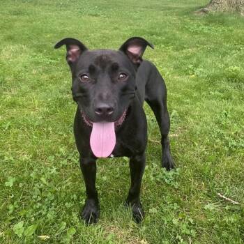 Vadar GCI Trained Graduate -  Terrier and Pit Bull Terrier Dog for Adoption in Elyria, Ohio - Vadar GCI Trained Graduate | PetCurious