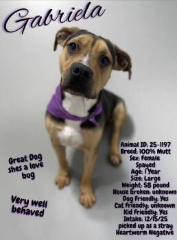 Pit Bull Terrier and Beagle Dogs Available for Adoption in Buford, Georgia - Gabriella - 60 Lb Lap Dog!! | PetCurious