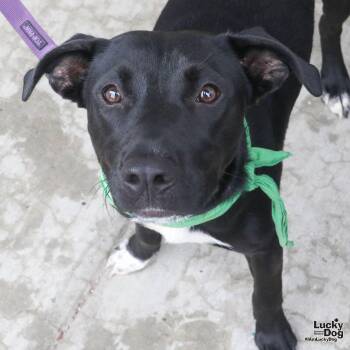 Jaylin -  Retriever and Terrier Dog for Adoption in Washington, District Of Columbia - Jaylin | PetCurious