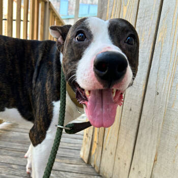 Rescue Terrier and Mountain Cur Dogs for Adoption in New Orleans, Louisiana - Mochi Man | PetCurious