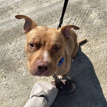 Marisol -  Bull Terrier Dog for Adoption in Rochester, Minnesota - Marisol | PetCurious