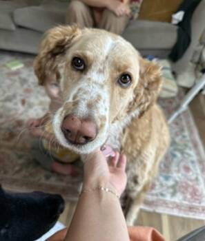 Magnolia (aka Nola) -  Terrier Dog for Adoption in Candler, North Carolina - Magnolia (aka Nola) | PetCurious