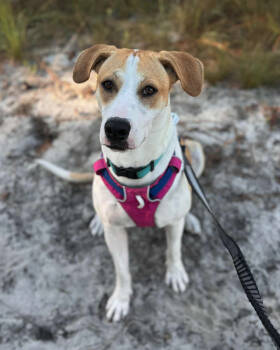 Rescue Hound Dogs for Adoption in Osteen, Florida - Peaches | PetCurious