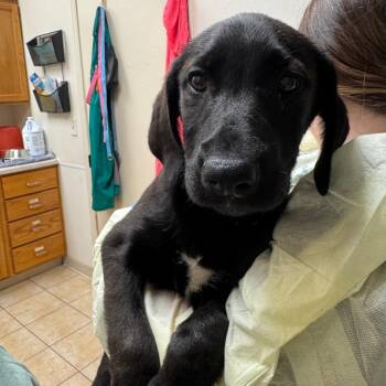 Black Labrador Retriever Dogs Available for Adoption in Pekin, Illinois - Candice | PetCurious