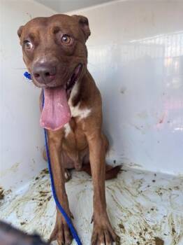 A660410 -  Pit Bull Terrier and Mixed Breed Dog for Adoption in Houston, Texas - A660410 | PetCurious