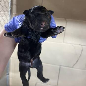 Shepherd Dogs Available for Adoption - Maizie Pup 5 | PetCurious