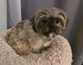 Shih Tzu and Poodle Dogs Available for Adoption - Tink | PetCurious