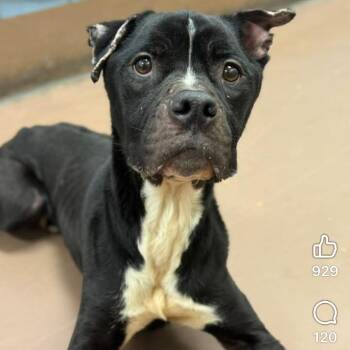 Pit Bull Terrier Dogs Available for Adoption - Mr. Gibbs ~ Coming Soon!!! | PetCurious