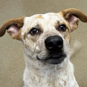 Rescue Cattle Dog Dogs for Adoption in Paramus, New Jersey - Kraken | PetCurious