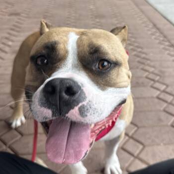 American Bully and Pit Bull Terrier Dogs Available for Adoption in Roswell, Georgia - RiRi | PetCurious