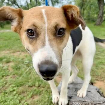 Patty Ann -  Beagle and Mixed Breed Dog for Adoption in Hondo, Texas - Patty Ann | PetCurious