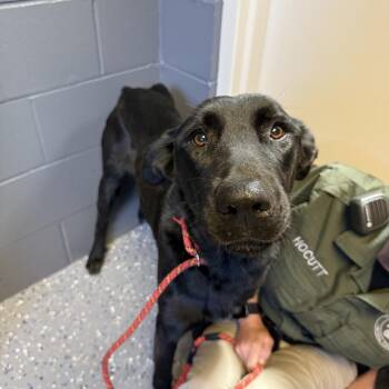TUSC-Stray-84746_2 -  Shepherd and Mixed Breed Dog for Adoption in Tuscaloosa, Alabama - TUSC-Stray-84746_2 | PetCurious