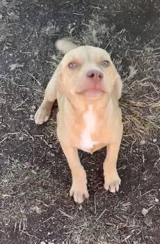 Terrier Dogs Available for Adoption - Karen | PetCurious