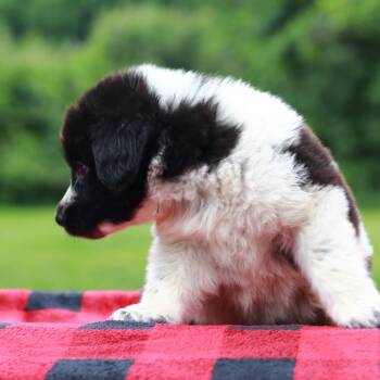 CT Namaste avail Aug 15 (Stafford Farmers Mkt- Stafford, CT) -  Collie and Shepherd Dog for Adoption in Eastford, Connecticut - CT Namaste Avail Aug 15 (Stafford Farmers Mkt- Stafford, CT) | PetCurious