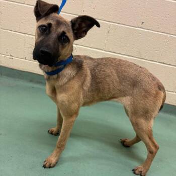 Palletie -  Mixed Breed Dog for Adoption in Memphis, Tennessee - Palletie | PetCurious