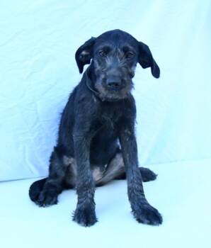 Rescue Standard Poodle and Mixed Breed Dogs for Adoption in Morton Grove, Illinois - Paisley | PetCurious