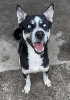Siberian Husky and Mixed Breed Dogs Available for Adoption in Savannah, Georgia - BERLIN | PetCurious
