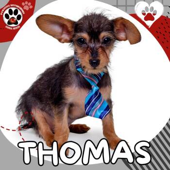 Chihuahua and Yorkshire Terrier Dogs Available for Adoption in Foxfield, Colorado - THOMAS | PetCurious